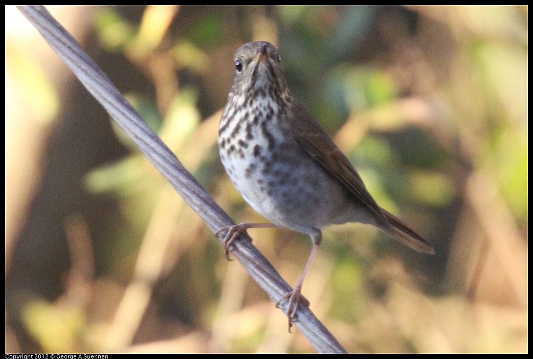 1021-170035-01.jpg - Hermit Thrush