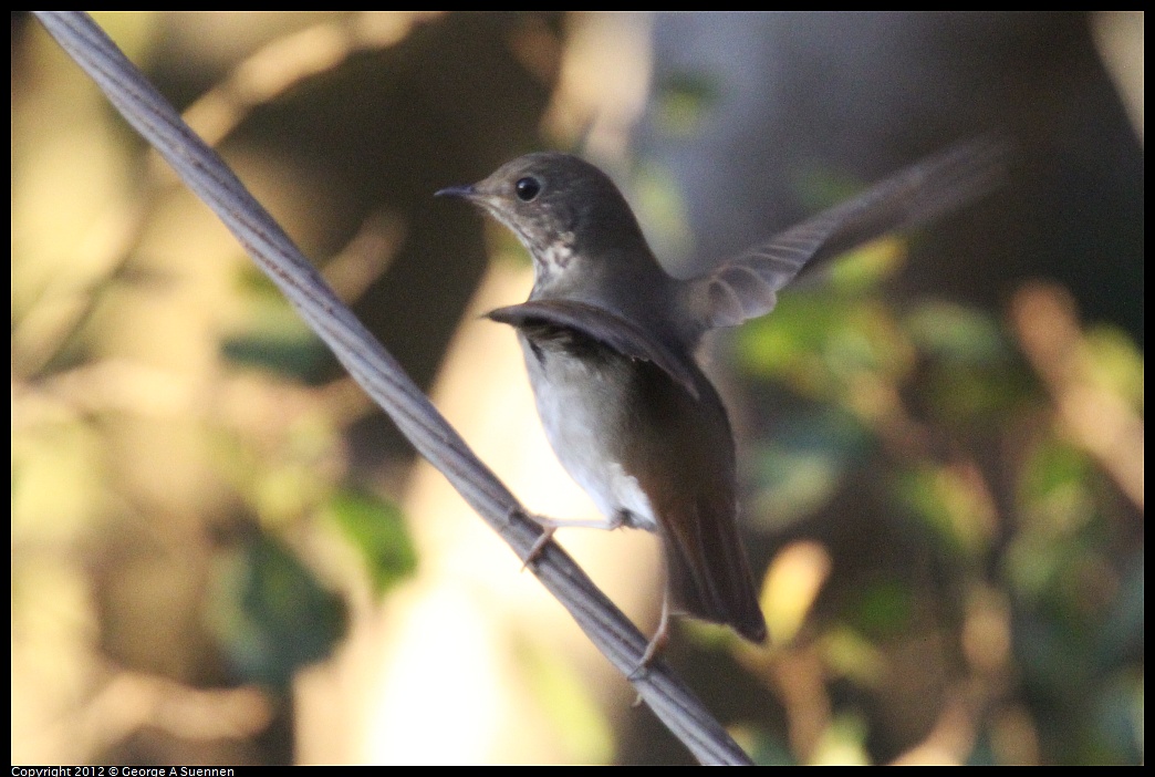 1021-170039-01.jpg - Hermit Thrush