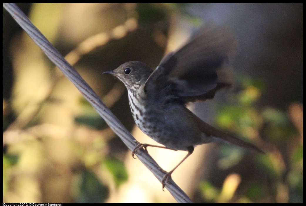 1021-170040-02.jpg - Hermit Thrush