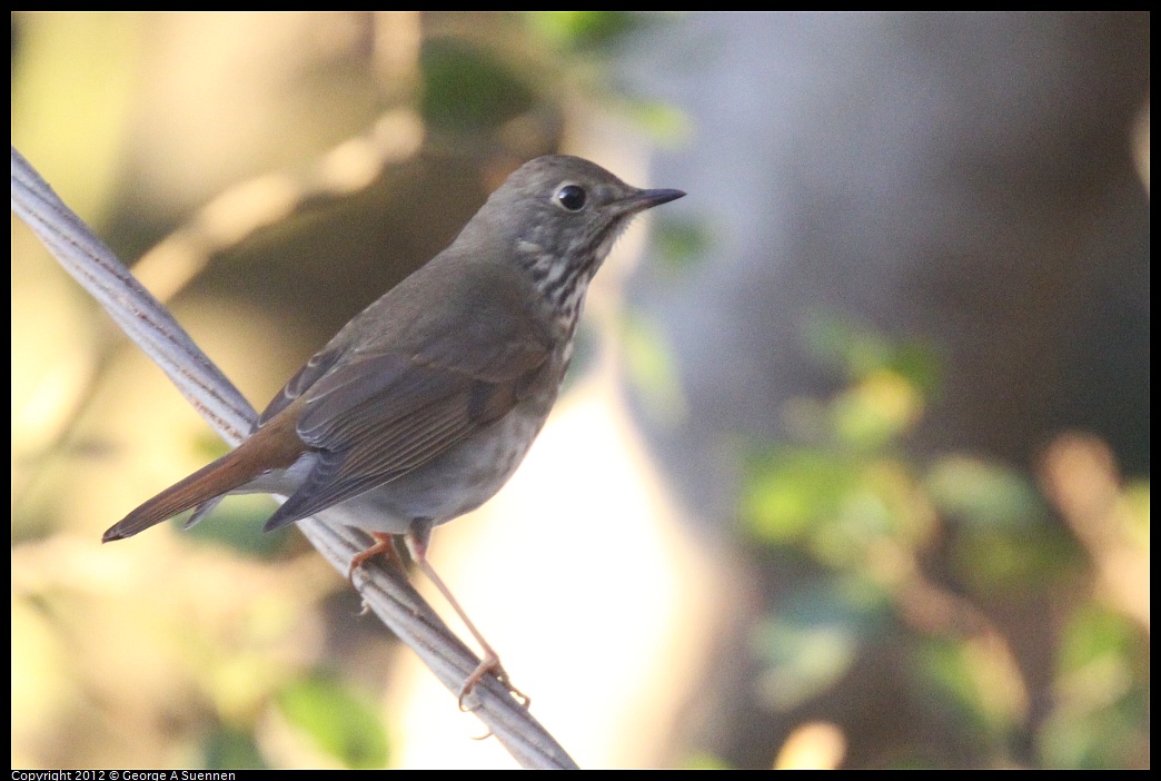 1021-170045-01.jpg - Hermit Thrush