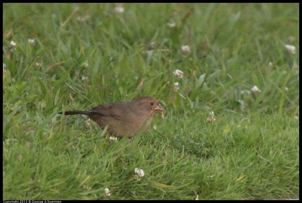 1021-170952-02.jpg - California Towhee