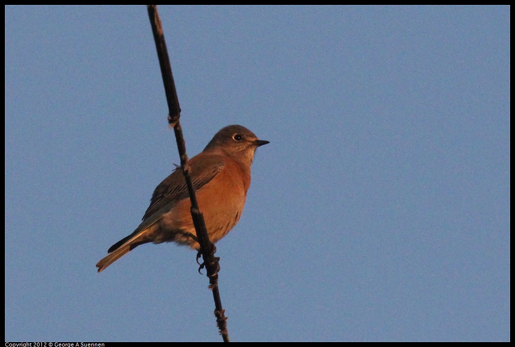 1021-171222-02.jpg - Western Bluebird