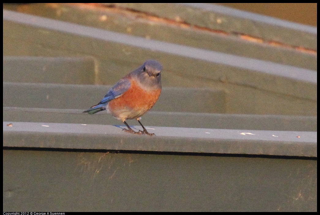 1021-171243-04.jpg - Western Bluebird