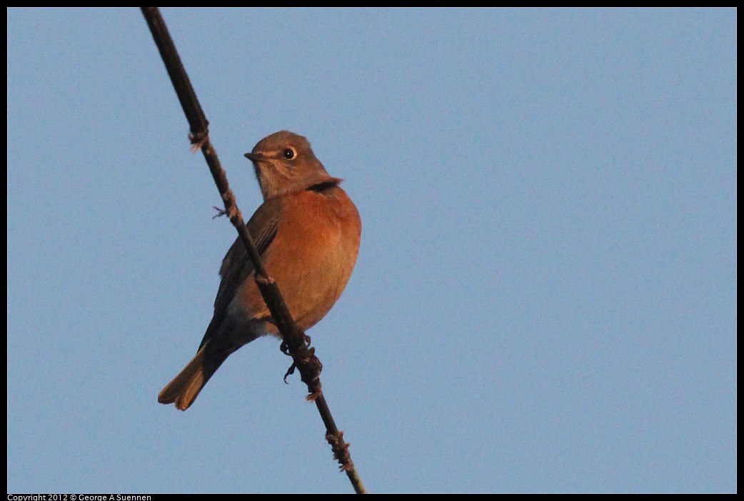 1021-171254-01.jpg - Western Bluebird