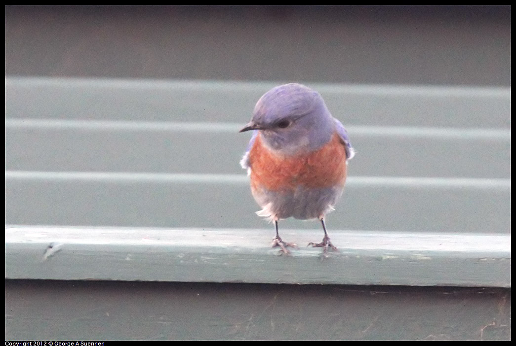 1021-171329-03.jpg - Western Bluebird