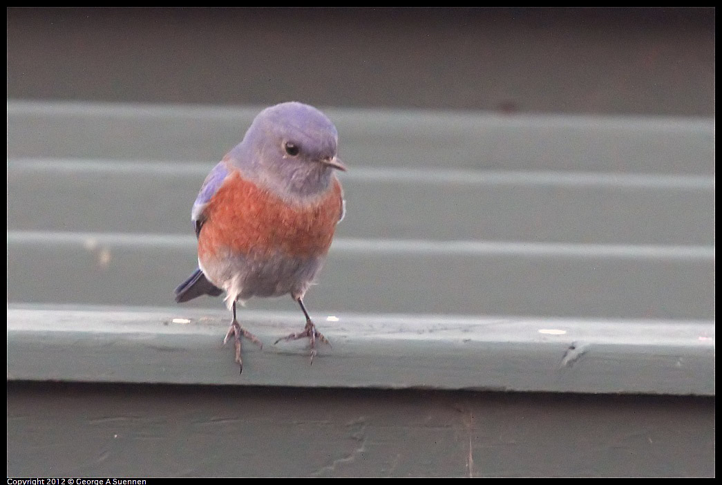 1021-171345-03.jpg - Western Bluebird