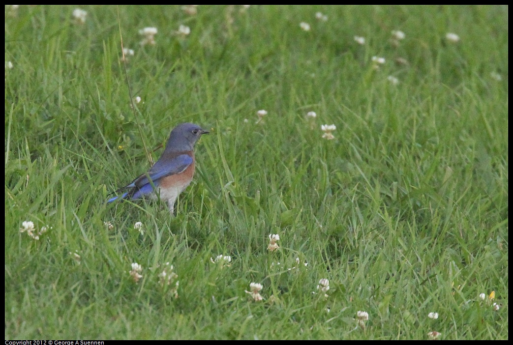 1021-171550-03.jpg - Western Bluebird