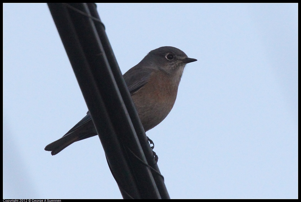 1021-171710-02.jpg - Western Bluebird