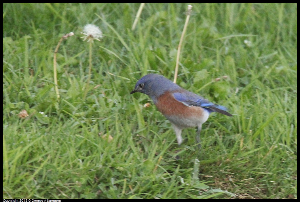 1021-171754-03.jpg - Western Bluebird