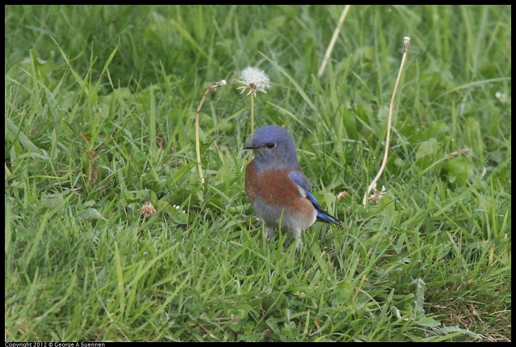 1021-171757-04.jpg - Western Bluebird