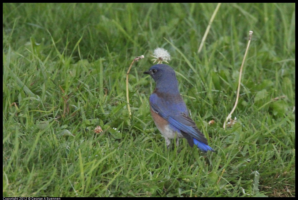 1021-171800-02.jpg - Western Bluebird