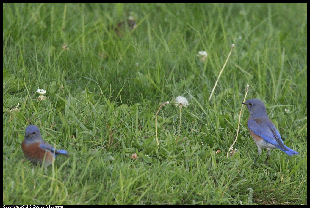 1021-171804-03.jpg - Western Bluebird