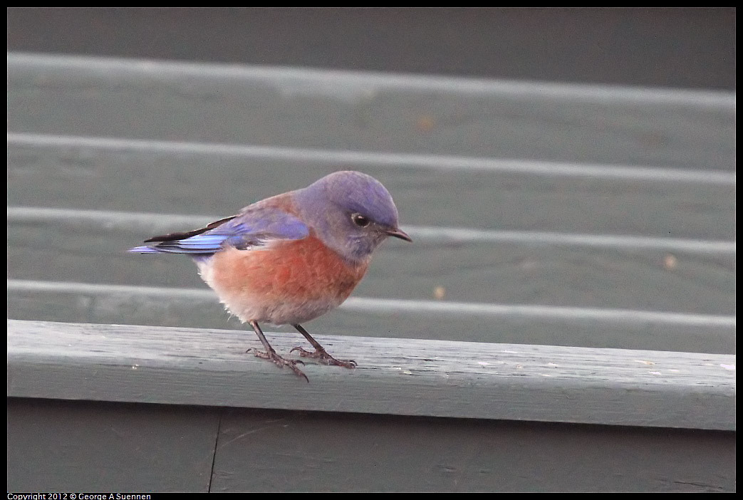 1021-171813-05.jpg - Western Bluebird