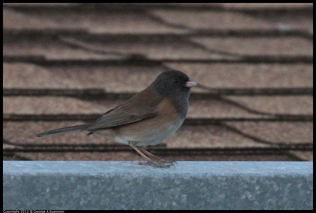 1021-171831-01.jpg - Dark-eyed Junco