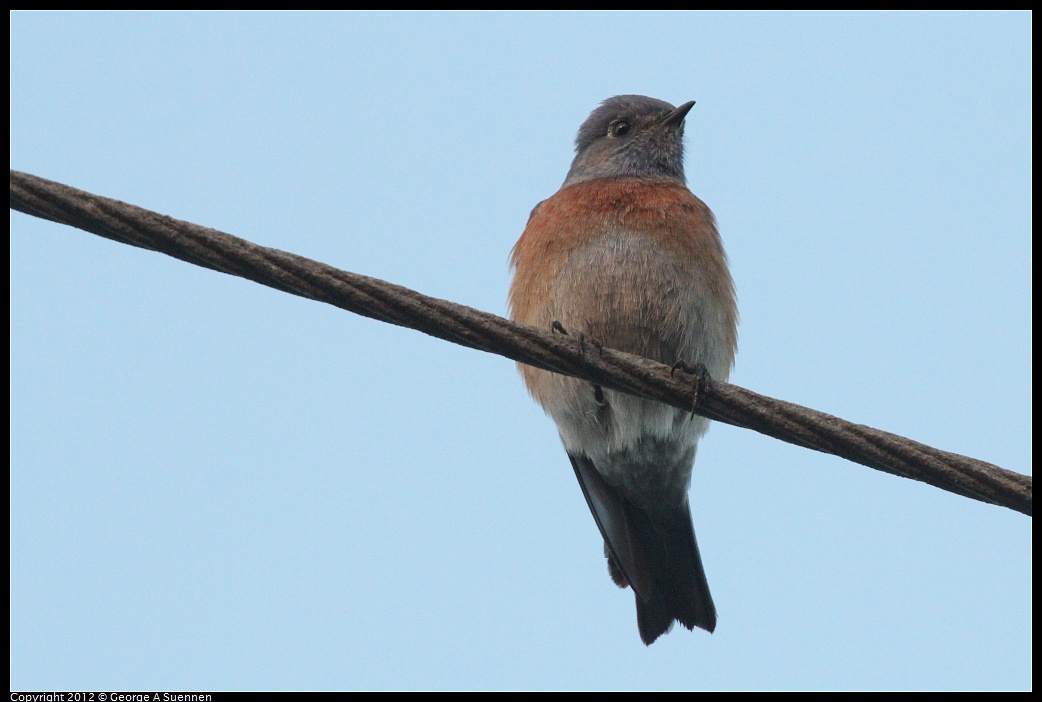 1021-171913-01.jpg - Western Bluebird