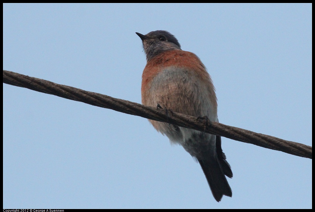 1021-171916-03.jpg - Western Bluebird