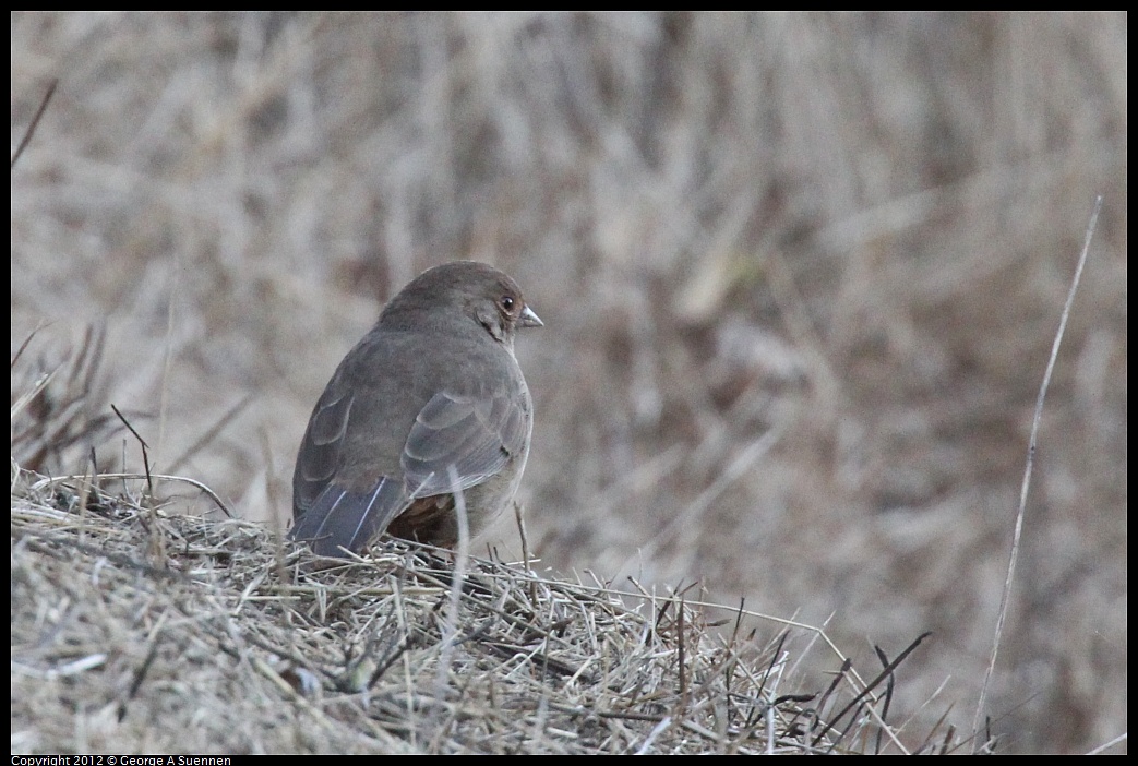 1027-162718-02.jpg - Calirfornia Towhee