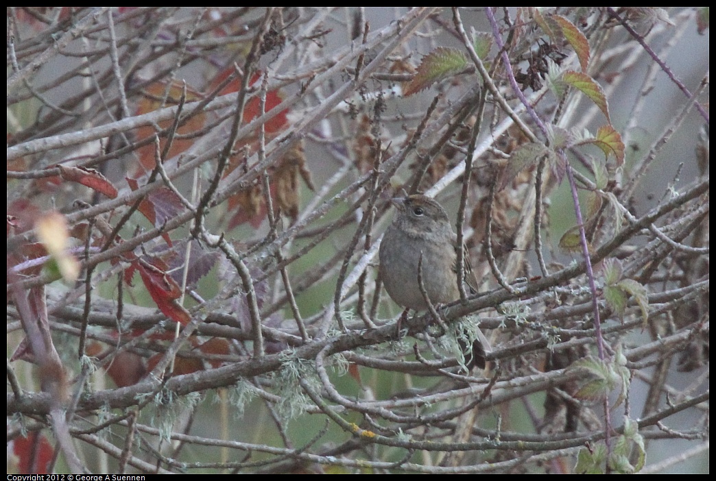 1027-162844-01.jpg - Yellow-crowned Sparrow