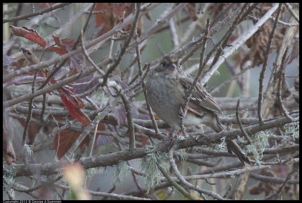 1027-162940-02.jpg - Yellow-crowned Sparrow