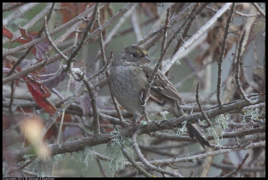 1027-163020-01.jpg - Yellow-crowned Sparrow