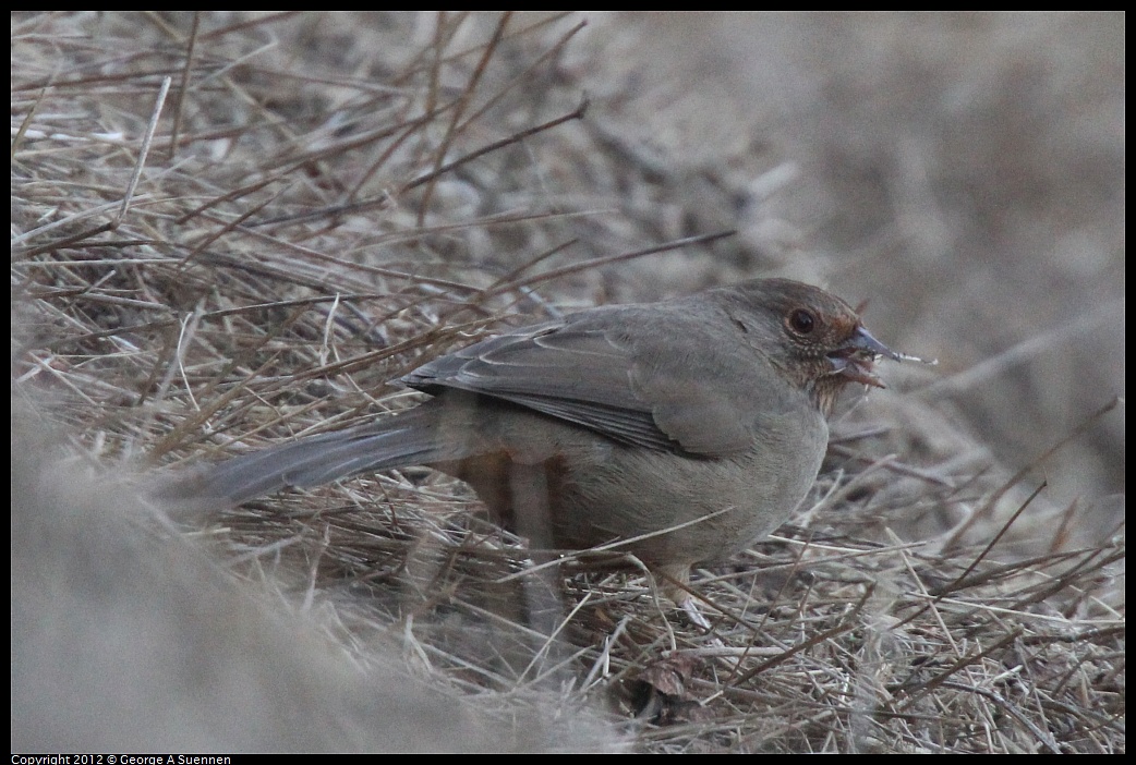 1027-163157-01.jpg - Calirfornia Towhee