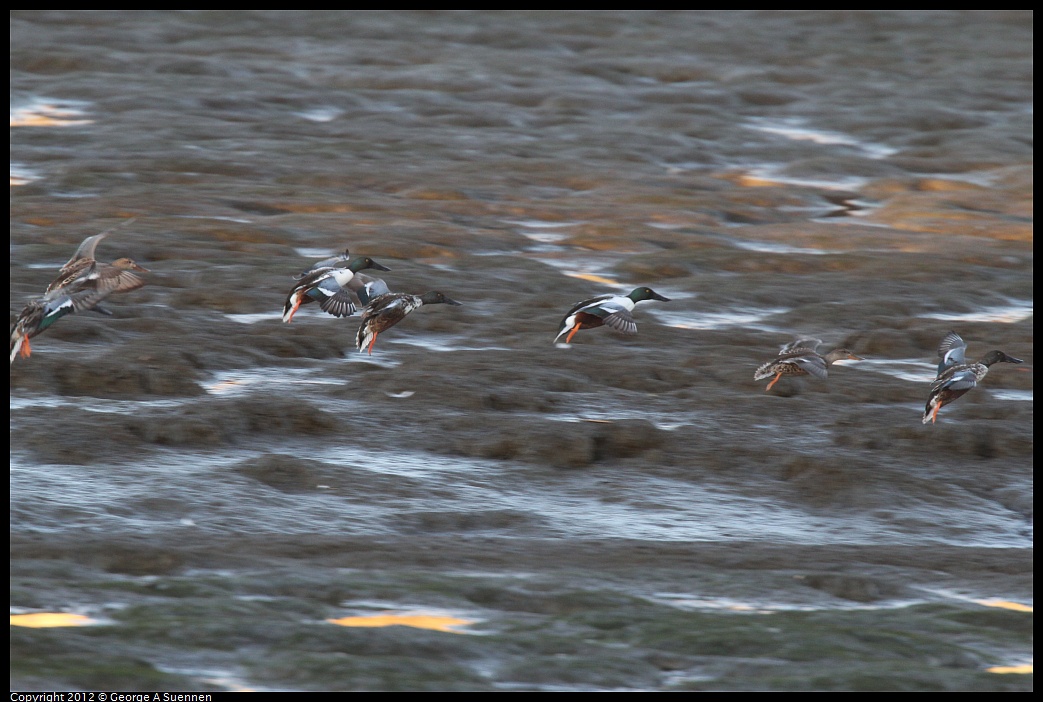 1027-165920-02.jpg - Northern Shoveler