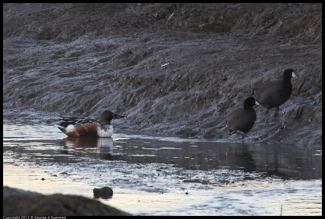 1027-165929-01.jpg - Northern Shoveler and American Coot