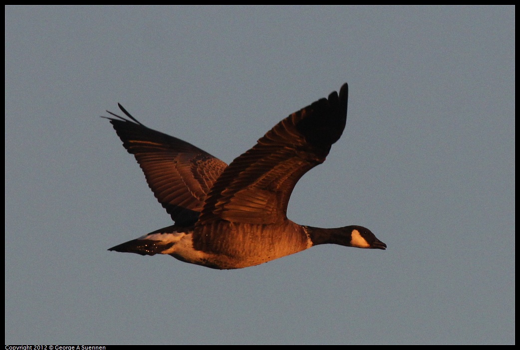 1027-170651-03.jpg - Canada Goose