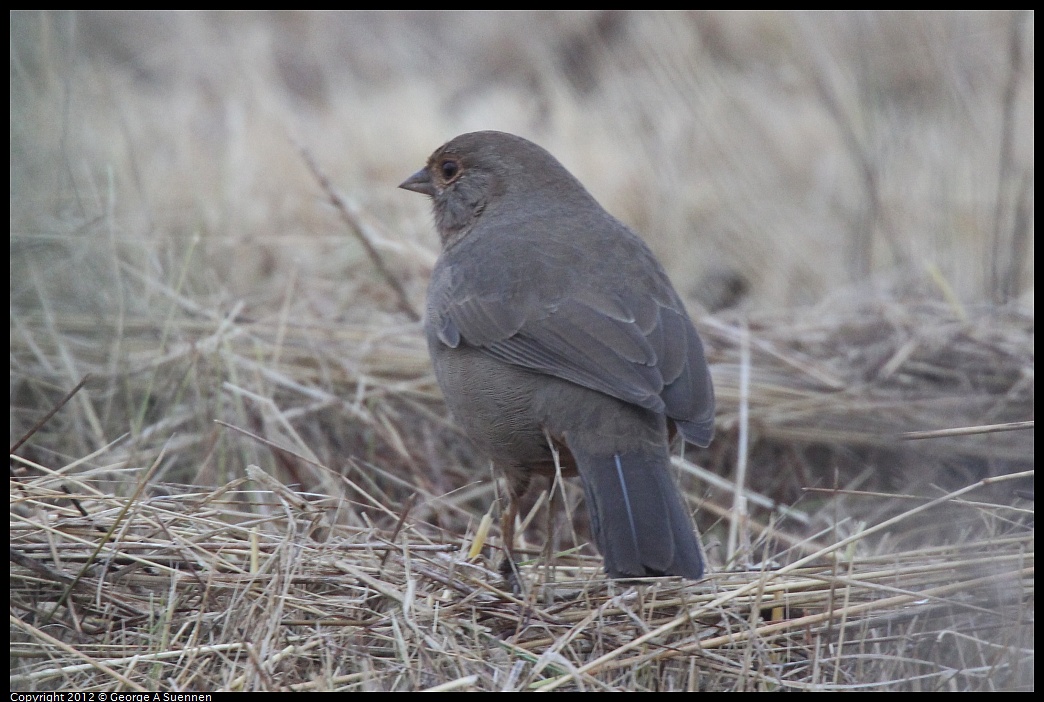 1030-072925-03.jpg - California Towhee