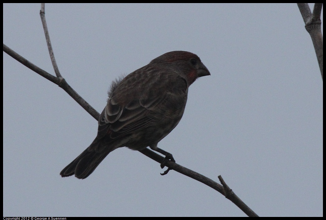 1030-072941-01.jpg - House Finch