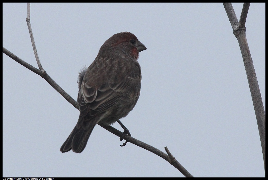 1030-072943-01.jpg - House Finch