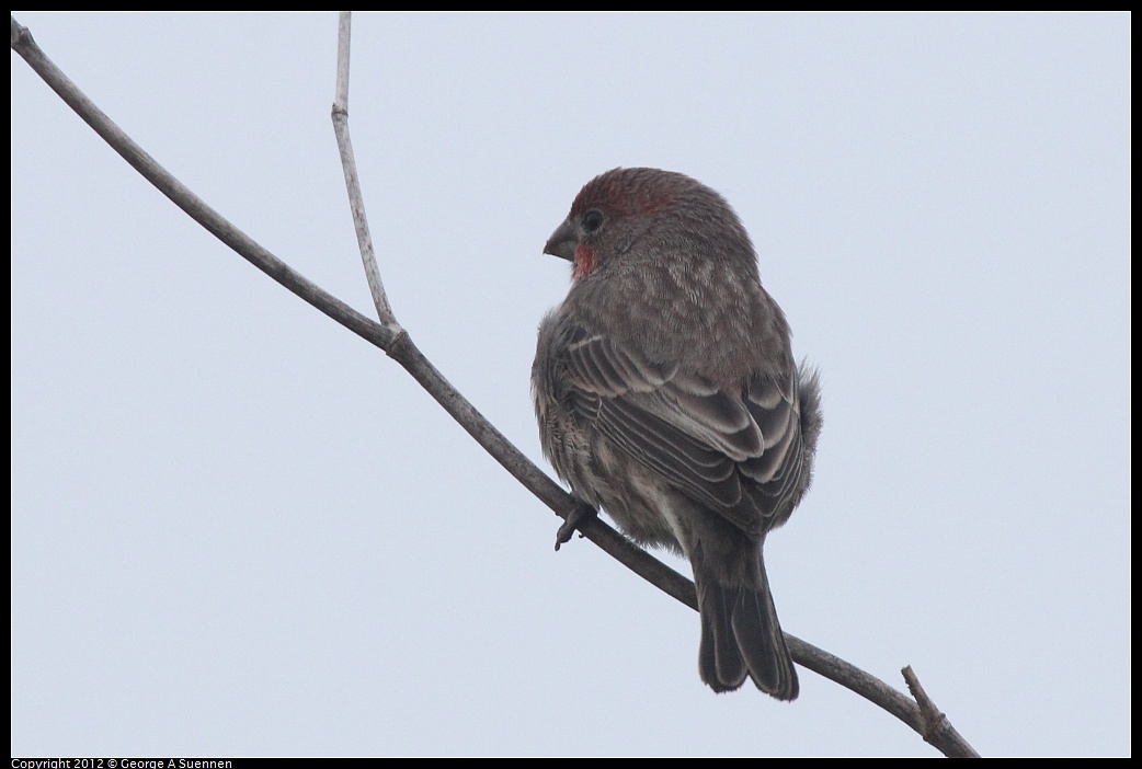 1030-073021-04.jpg - House Finch