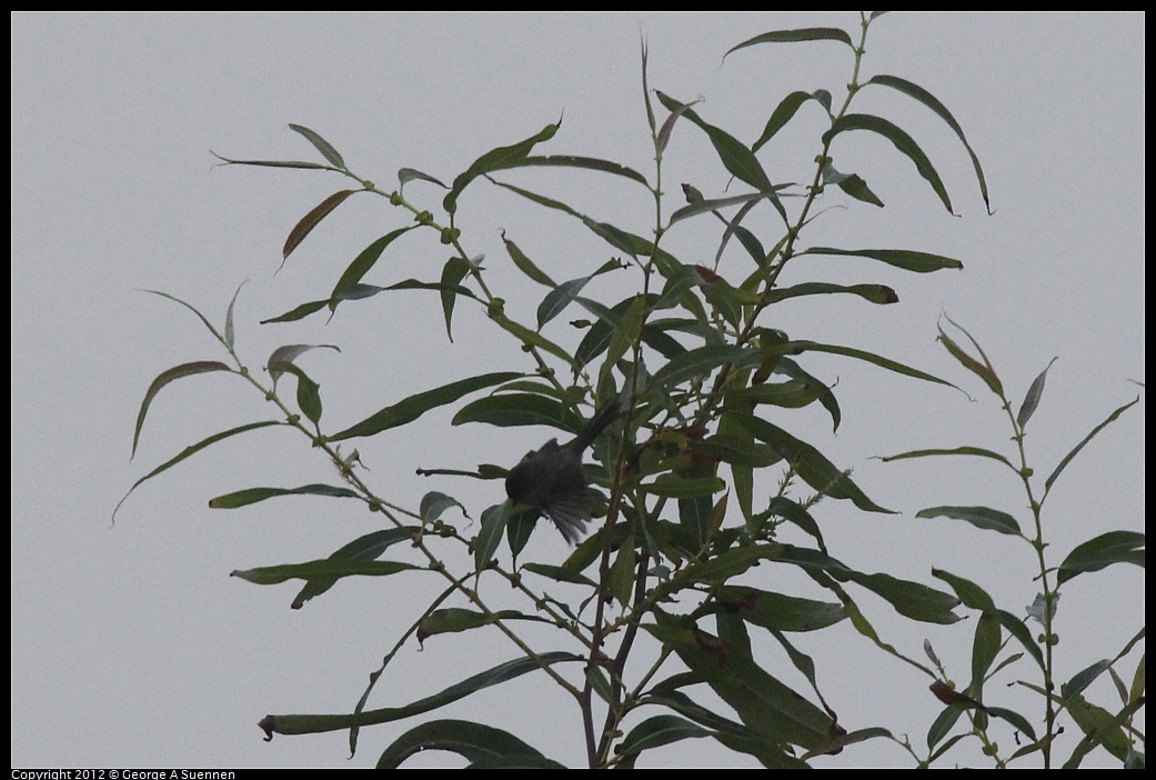 1030-073038-03.jpg - Bushtit