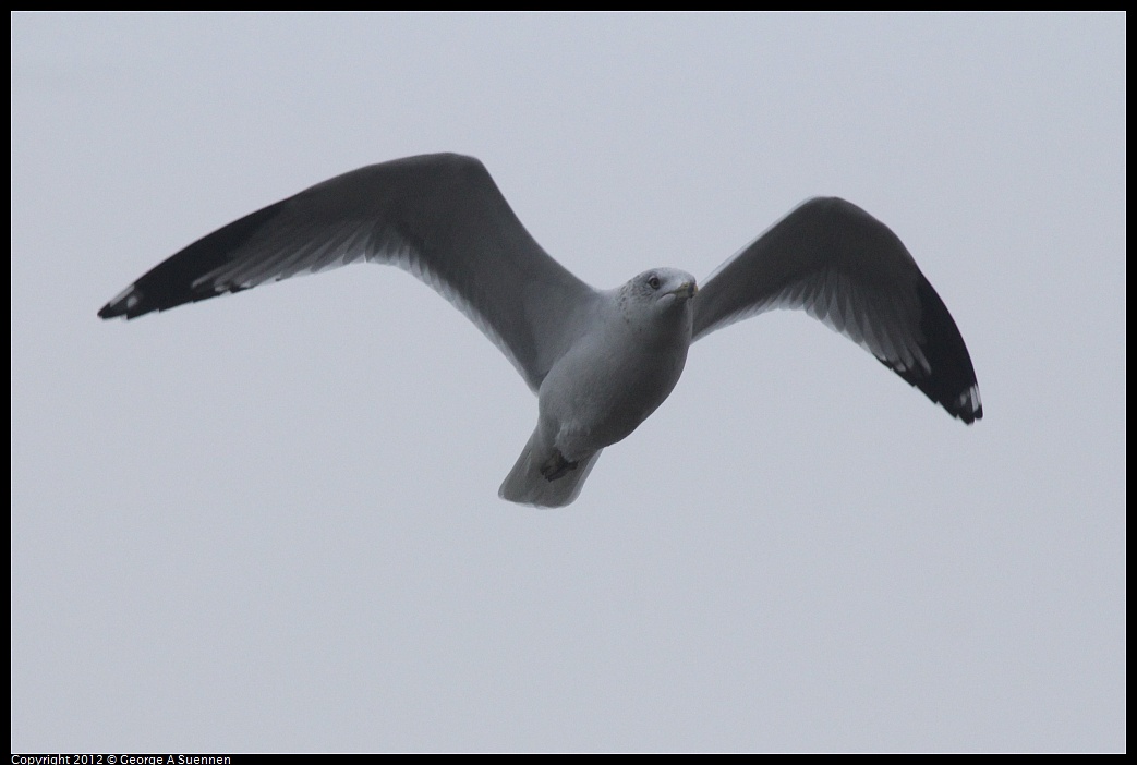 1030-074350-04.jpg - Ring-billed Gull