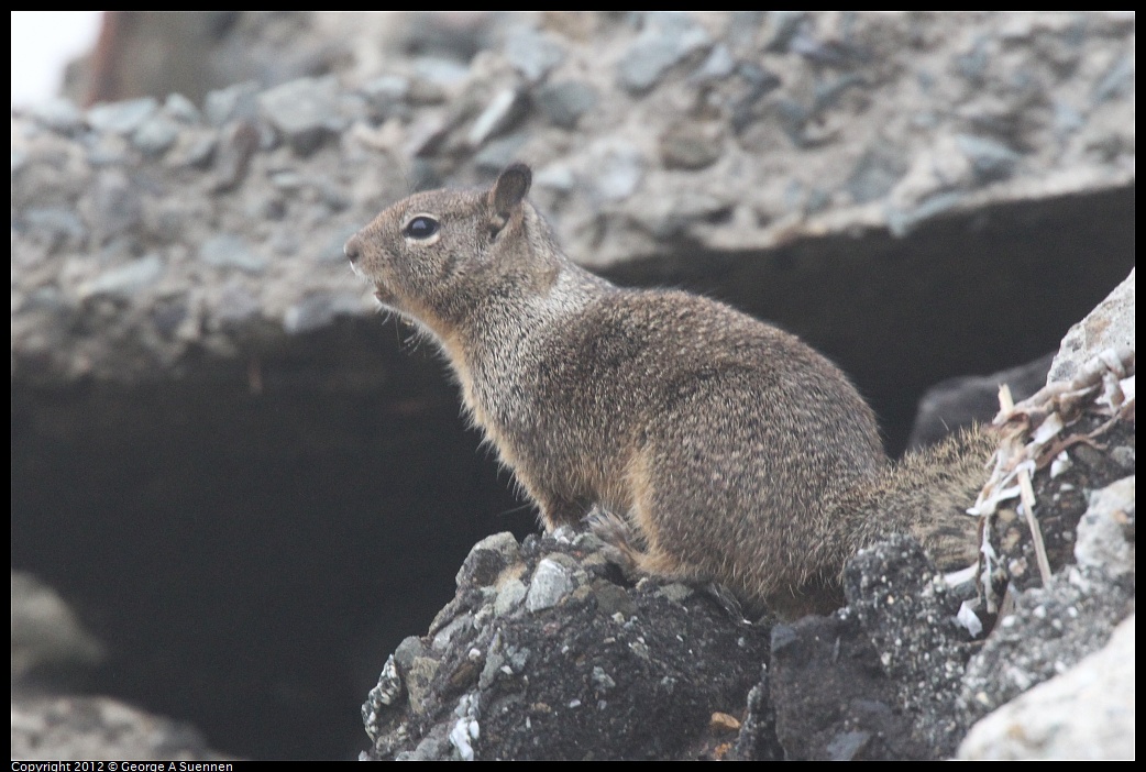 1030-074529-03.jpg - Ground Squirrel