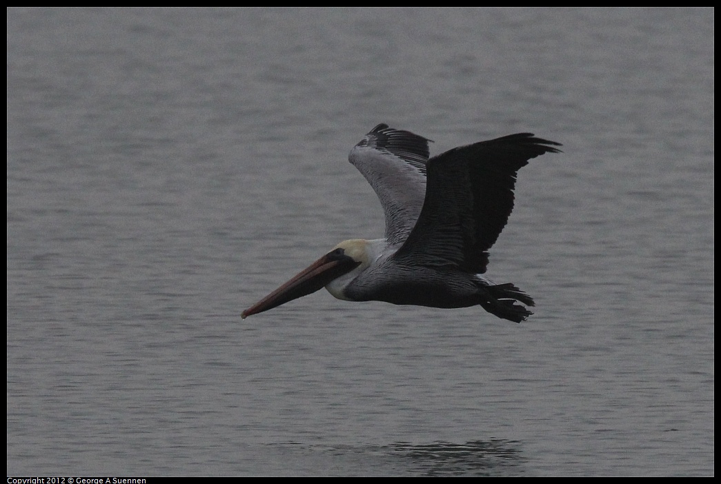 1030-074627-02.jpg - Brown Pelican