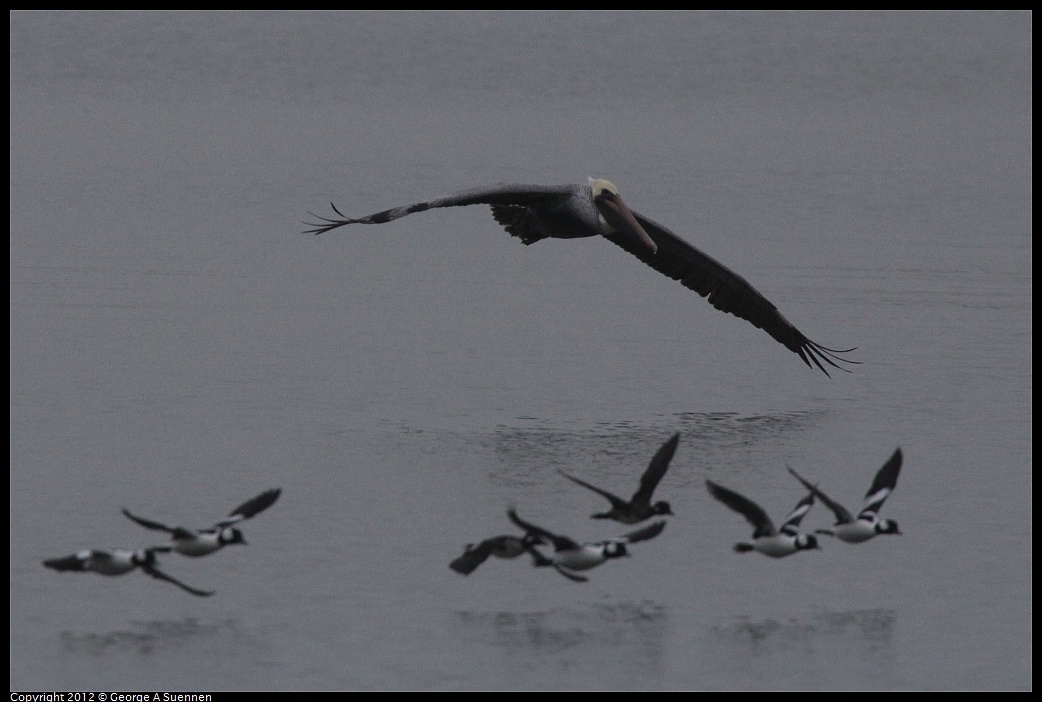 1030-074640-03.jpg - Brown Pelican and Bufflehead