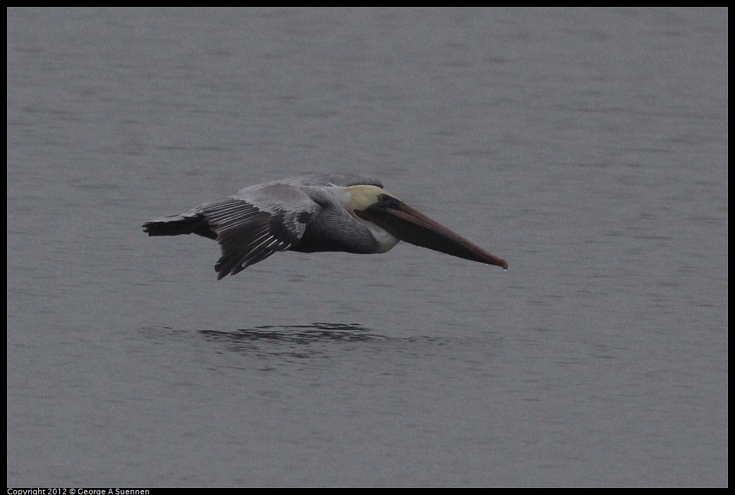 1030-074647-01.jpg - Brown Pelican