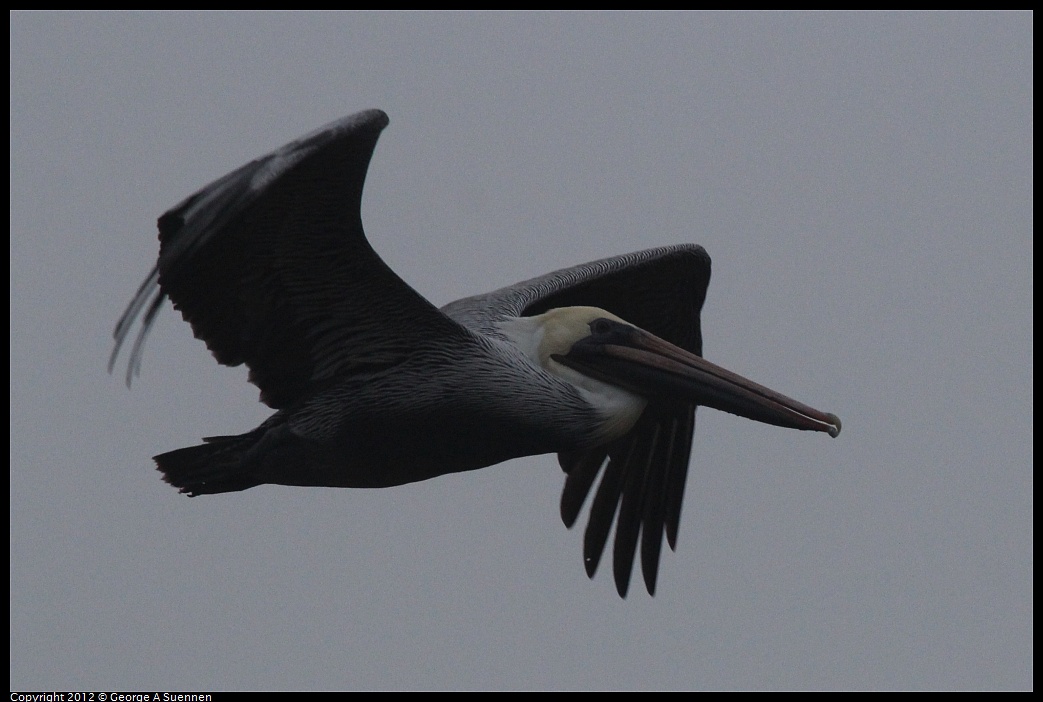 1030-074745-01.jpg - Brown Pelican