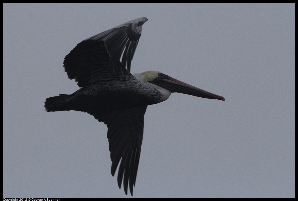 1030-074747-02.jpg - Brown Pelican