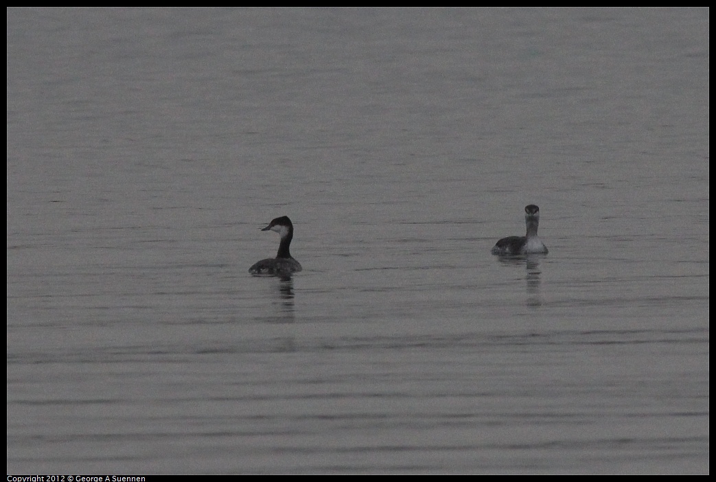 1030-074845-01.jpg - Horned Grebe