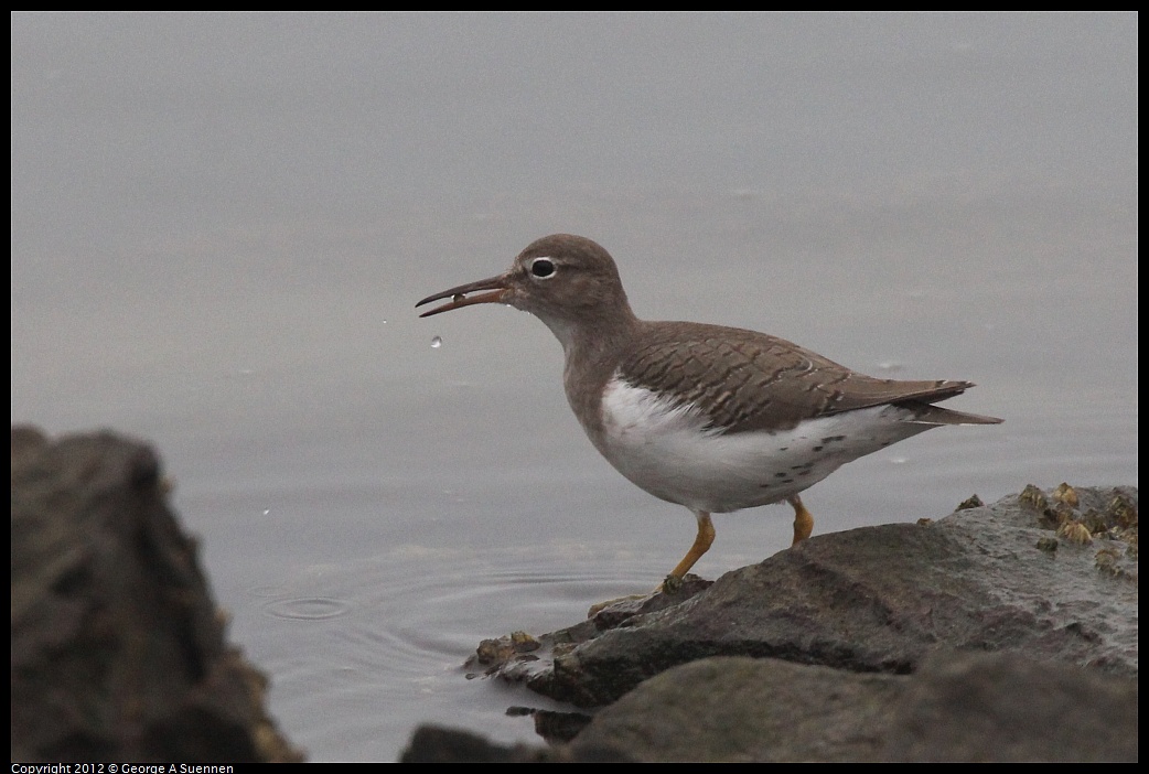 1030-075155-02.jpg - Spotted Sandpiper