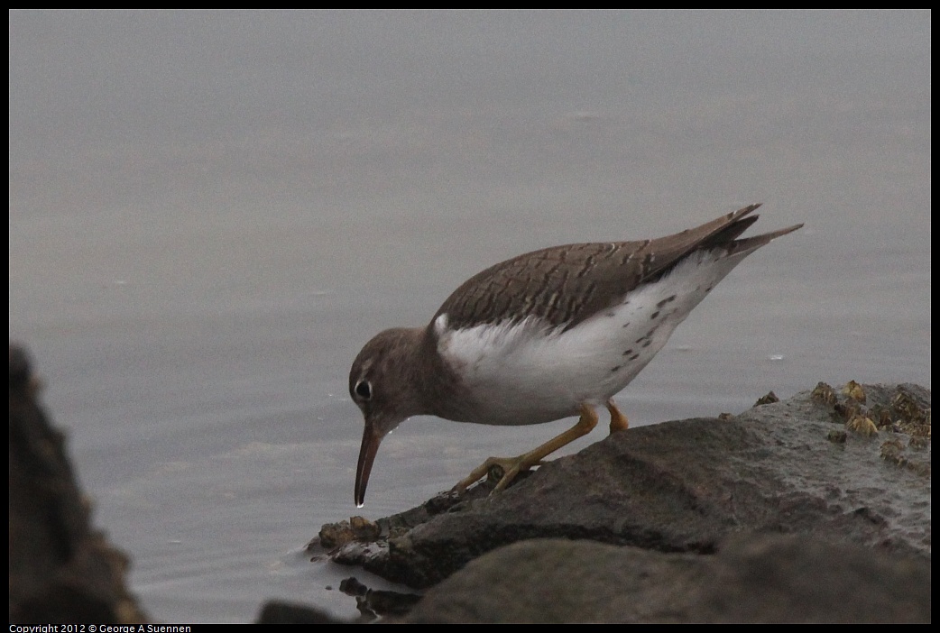 1030-075156-02.jpg - Spotted Sandpiper