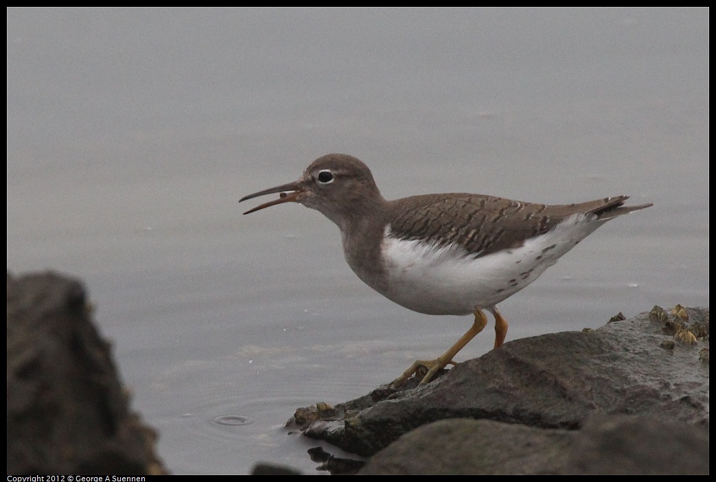 1030-075156-03.jpg - Spotted Sandpiper