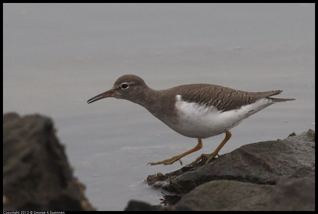 1030-075156-05.jpg - Spotted Sandpiper