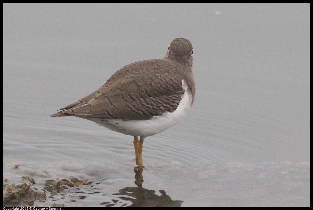 1030-075234-01.jpg - Spotted Sandpiper