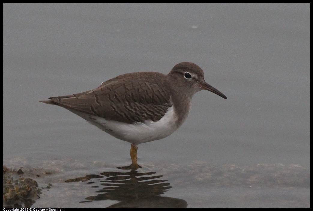 1030-075237-02.jpg - Spotted Sandpiper