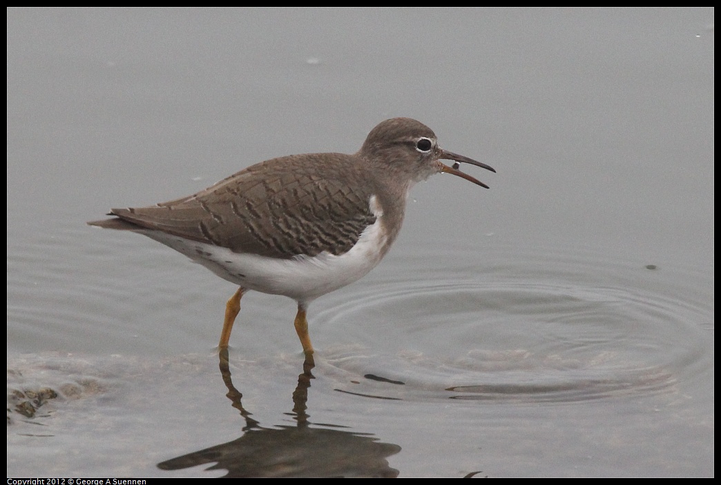 1030-075239-02.jpg - Spotted Sandpiper