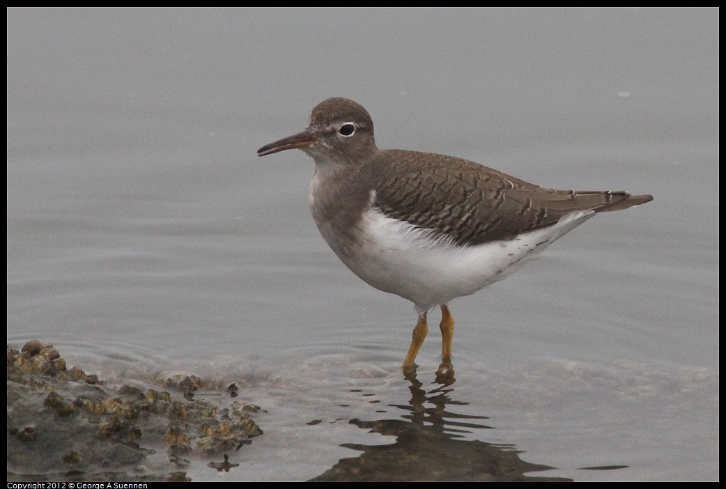 1030-075241-01.jpg - Spotted Sandpiper