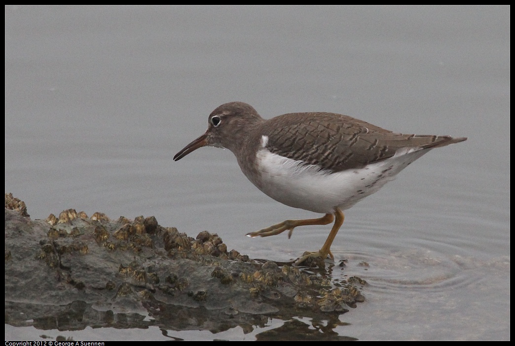 1030-075243-01.jpg - Spotted Sandpiper